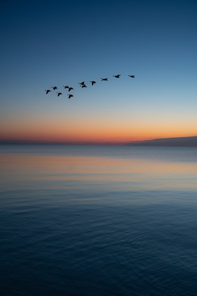 日落时飞过海面的鸟